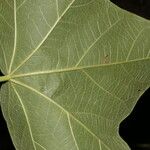 Jatropha costaricensis Feuille