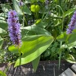 Pontederia cordata Fleur