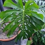 Monstera deliciosa Leaf