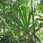 Borassodendron machadonis Liść
