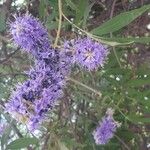 Vitex agnus-castusFloro