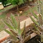 Kalanchoe daigremontiana ഇല