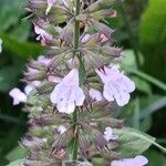 Clinopodium nepeta 花