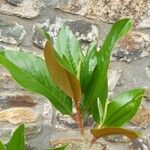 Magnolia grandiflora List