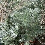 Artemisia schmidtiana Liść