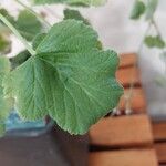 Pelargonium echinatum Hoja