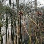 Cyperus papyrus Folha