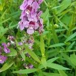 Angelonia biflora Blüte