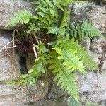 Dryopteris cristata Habitus