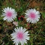 Crepis rubra Flower