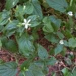 Stellaria nemorumFlor