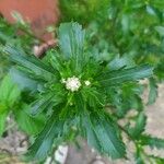 Leucanthemum ircutianum Листок