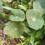 Hydrocotyle verticillata Leaf