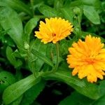 Calendula officinalis Beste bat