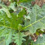 Solanum macrocarpon Blatt