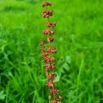 Rumex acetosaKwiat