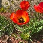 Tulipa gesnerianaFloare