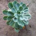 Echeveria australis Leaf