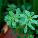 Galium verrucosum पत्ता