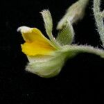 Crotalaria albida Habit