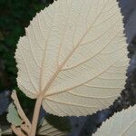 Helicteres baruensis Yaprak