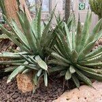 Agave palmeri Blatt