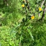 Sonchus asper Leaf