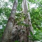 Lecythis idatimon Bark