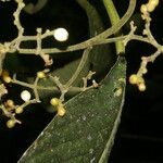 Notopleura capacifolia Corteza