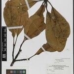 Clusia insignis Hoja