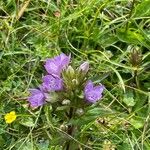 Gentianella ramosa Λουλούδι