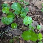 Hydrocotyle americana 葉