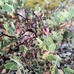 Arctostaphylos columbiana ᱥᱟᱠᱟᱢ