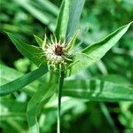 Centaurea melitensis Blüte