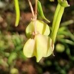 Euonymus latifolius Blomma