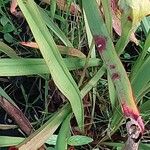 Sarracenia rubra Kéreg