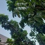Castanospermum australe Frunză