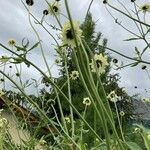 Cephalaria gigantea 形态