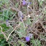 Lavandula maroccana Folha