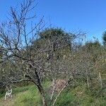 Prunus persica Vivejo