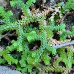 Selaginella denticulata List