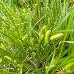 Carex hystericina Blad