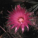 Escobaria vivipara Blüte