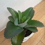 Kalanchoe daigremontiana Folha