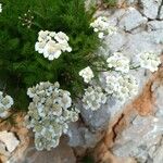 Achillea atrataBlüte