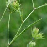 Bupleurum baldense Leaf