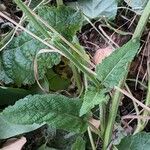 Salvia pratensis Leaf