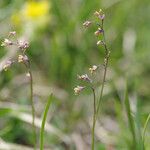 Thalictrum alpinum Хабит