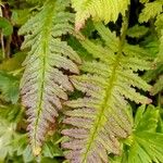 Pedicularis recutita Leaf