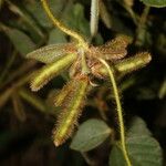 Calopogonium mucunoides Fruit